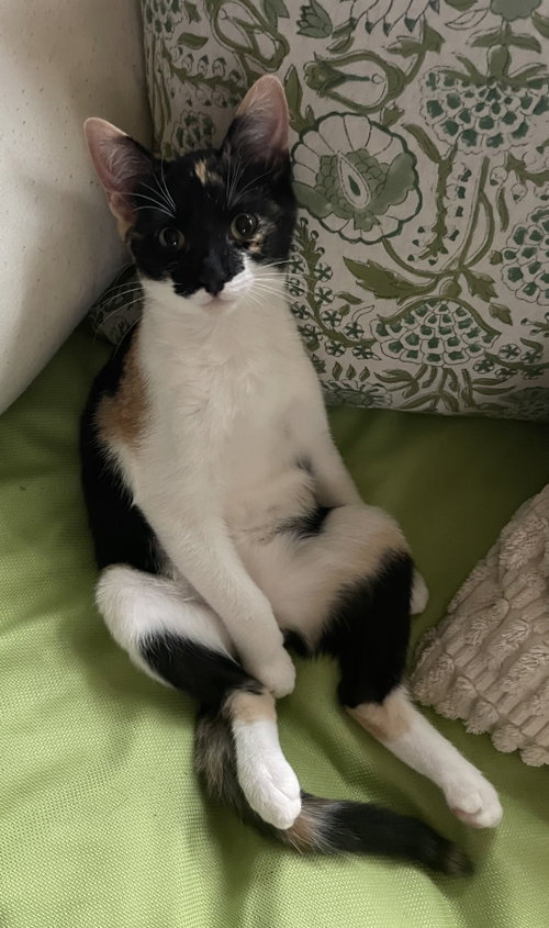 Ari, a cat for adoption from Redemption Road Rescue Rehab Inc.