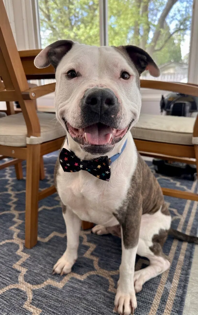 Jax - Pit Bull Terrier
