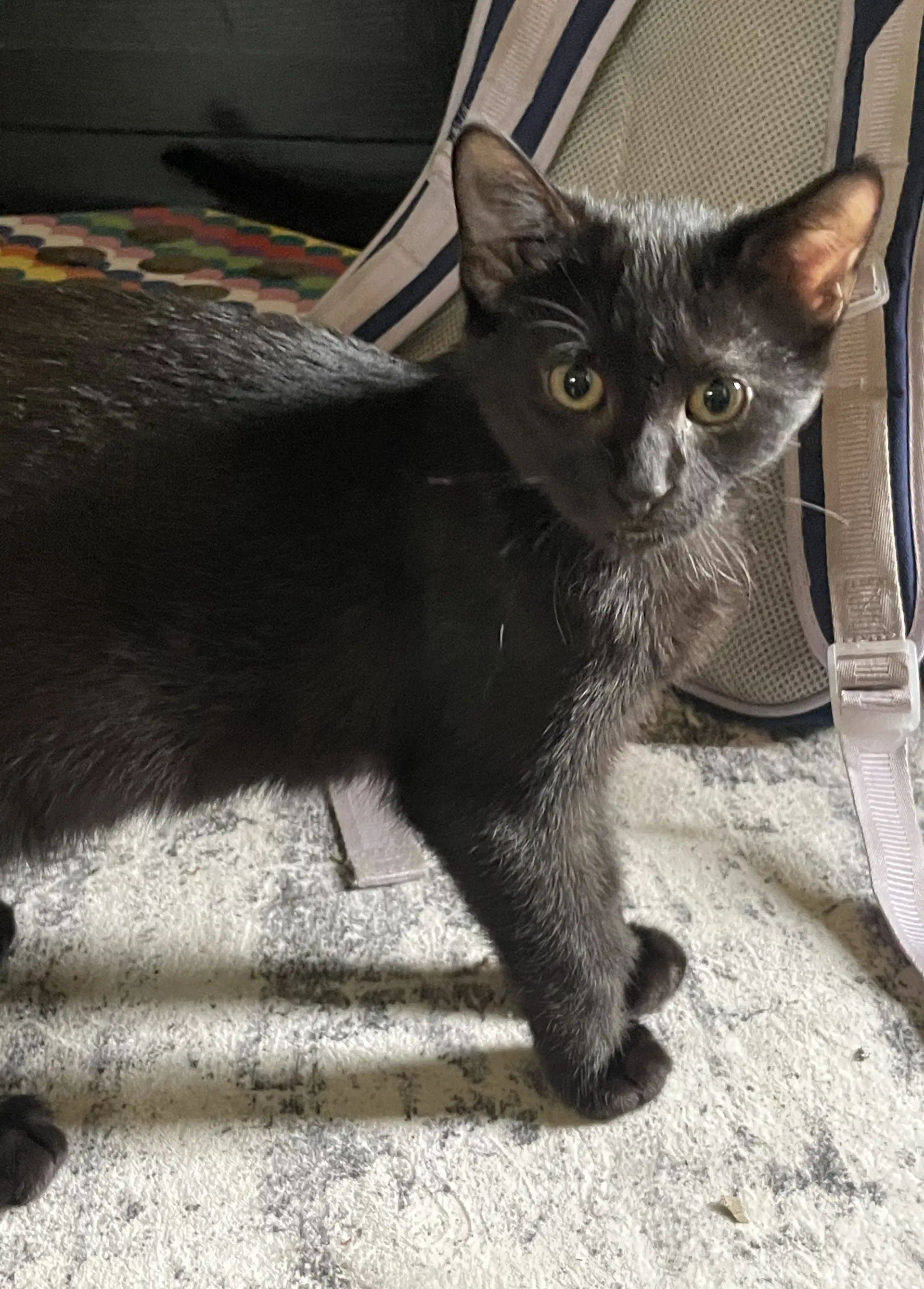 Ash - Domestic Short Hair