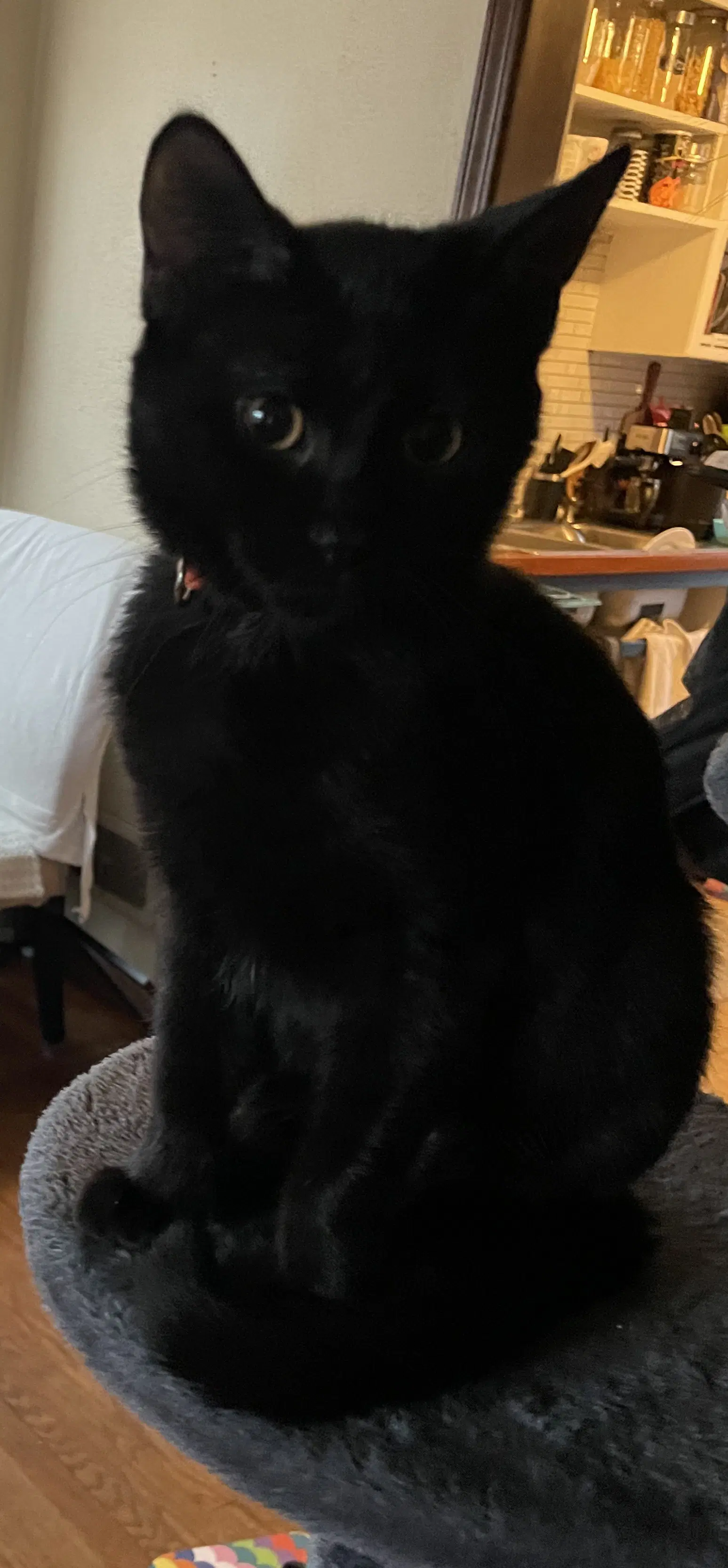 Starling - Domestic Short Hair