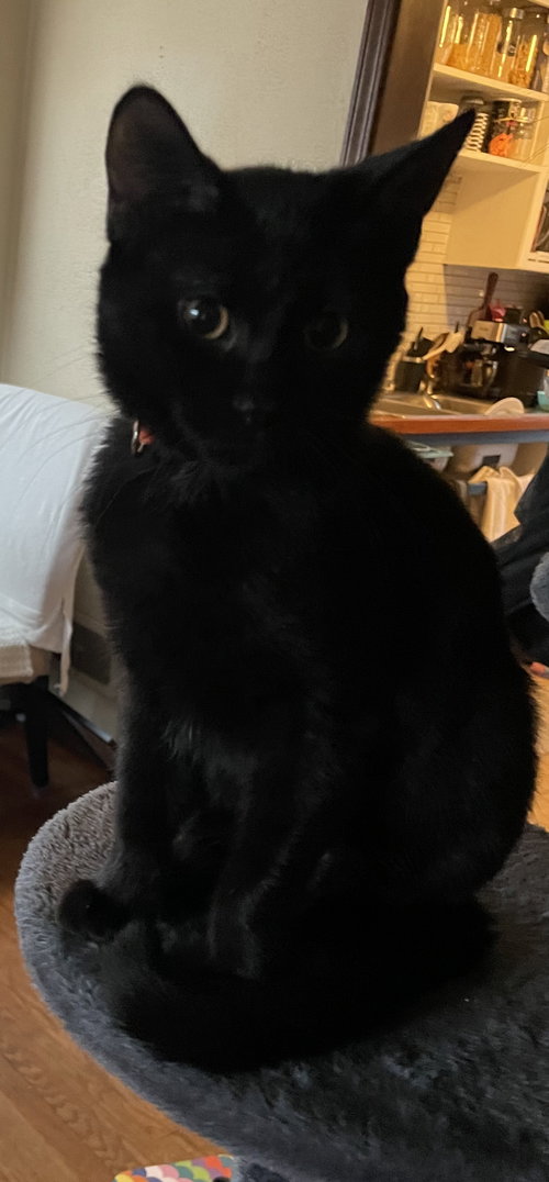 Starling, a cat for adoption from Redemption Road Rescue Rehab Inc.