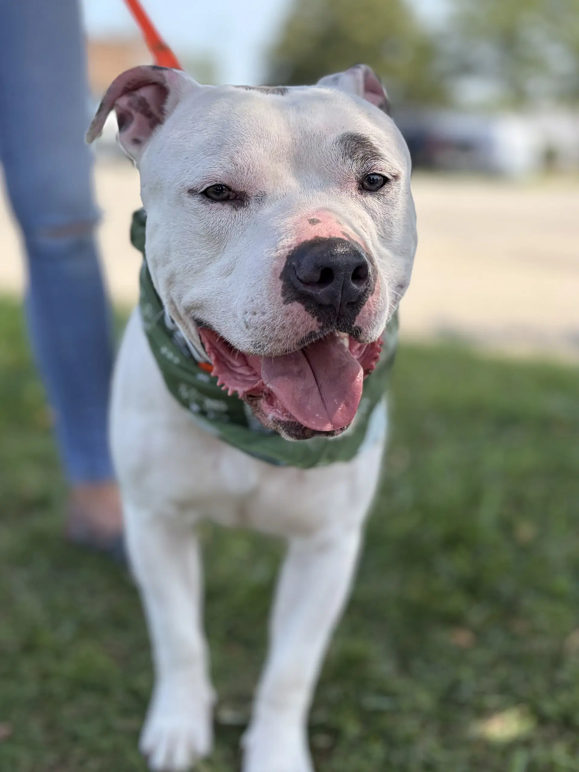 Simba - American Pit Bull Terrier