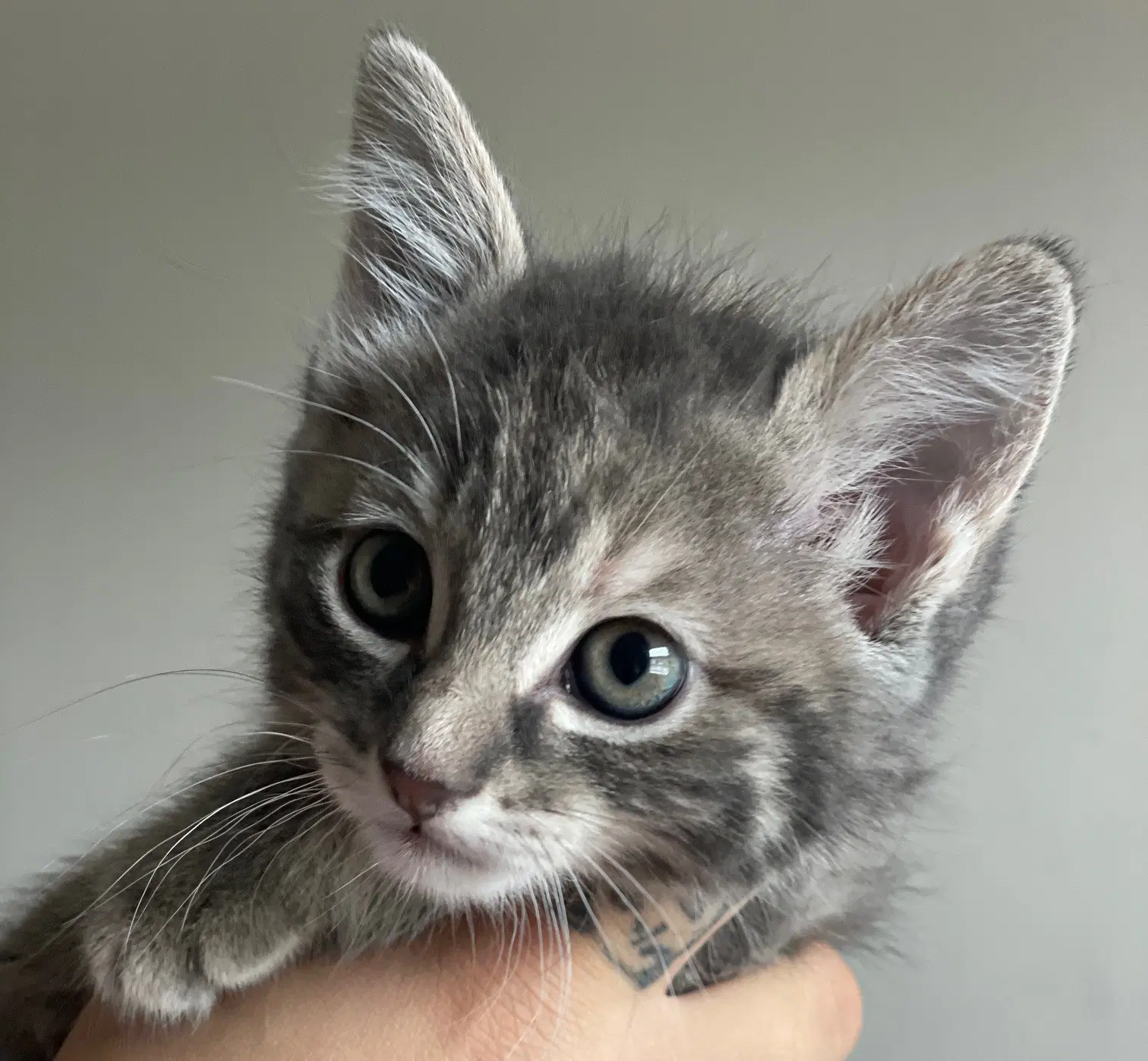 Roronoa - Tabby
