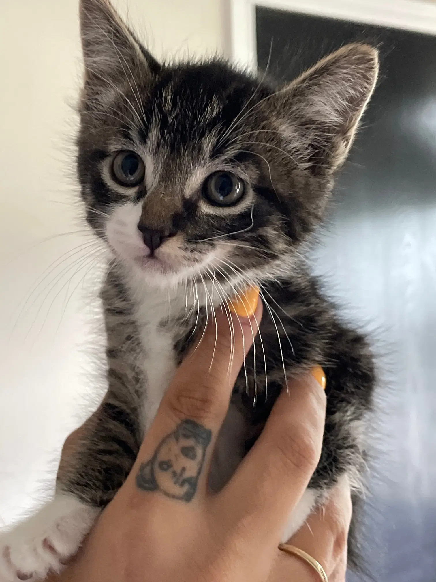 Luffy - Tabby