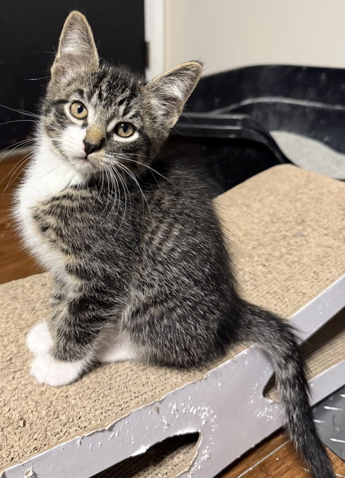 Luffy, a cat for adoption from Redemption Road Rescue Rehab Inc.