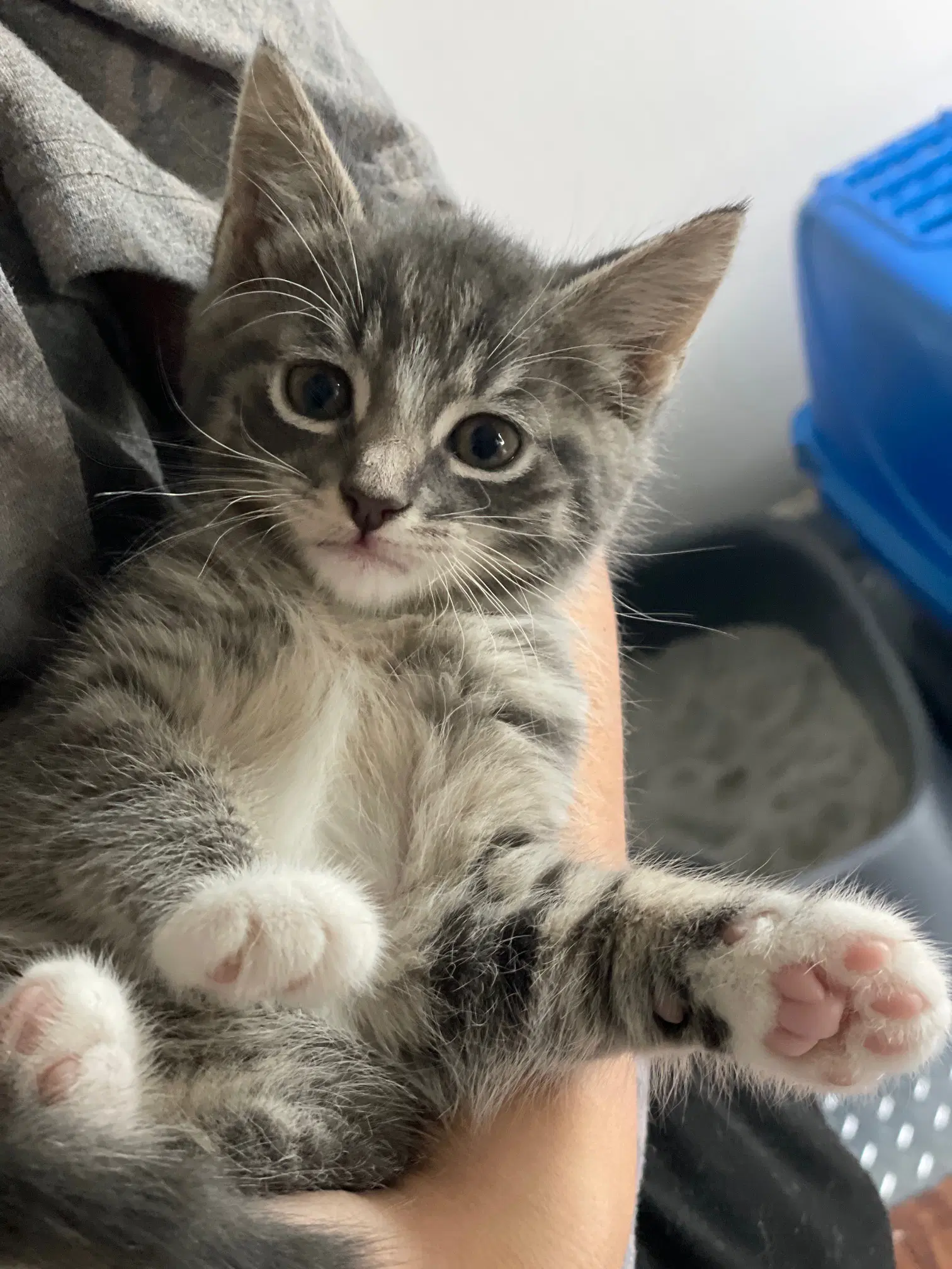 Sanji - Tabby