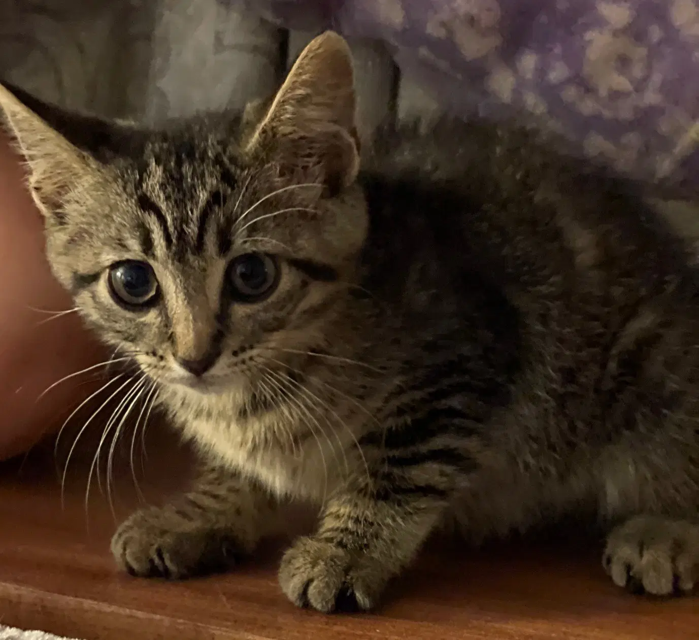 Journey - Tabby