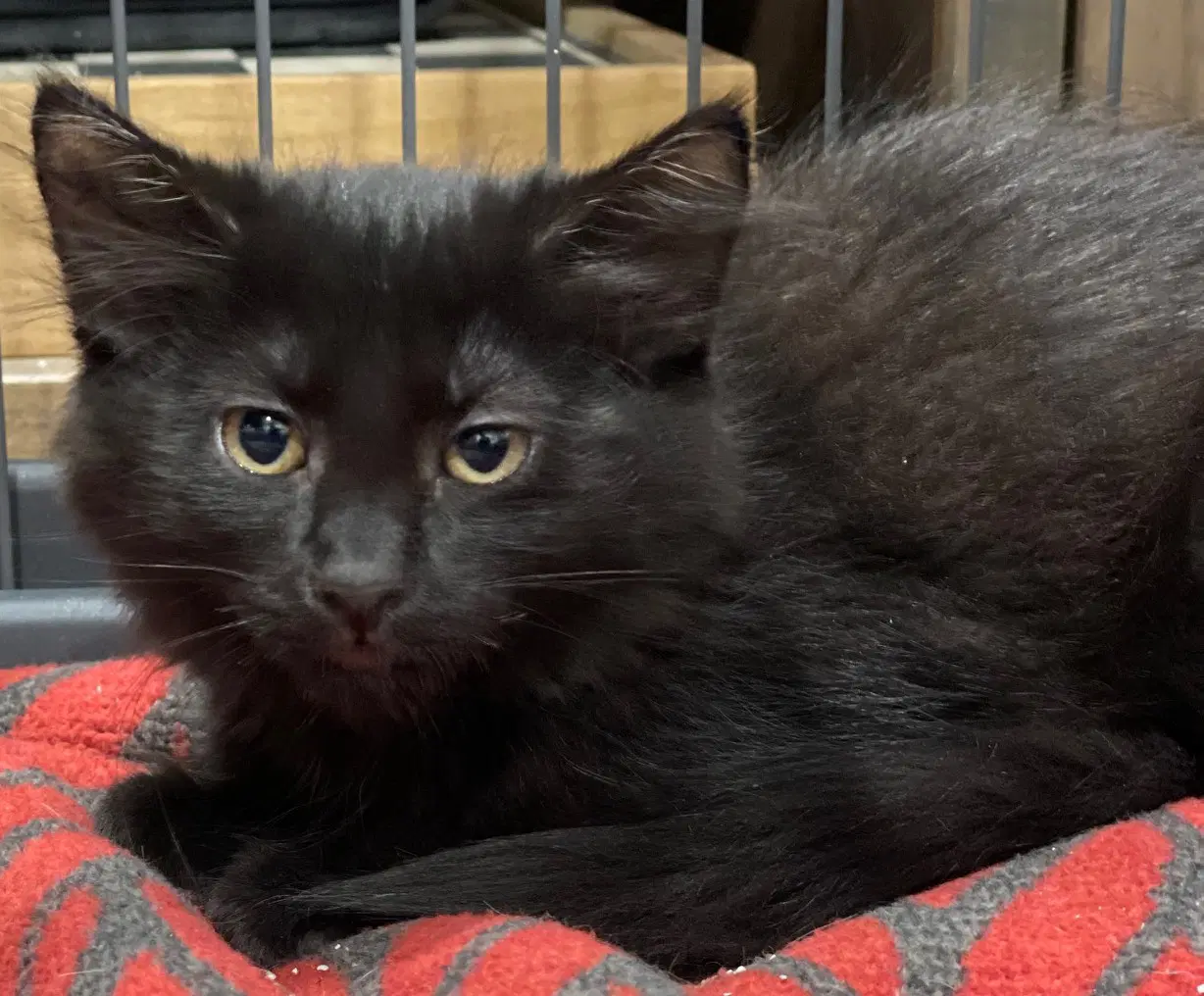 Linden - Domestic Medium Hair