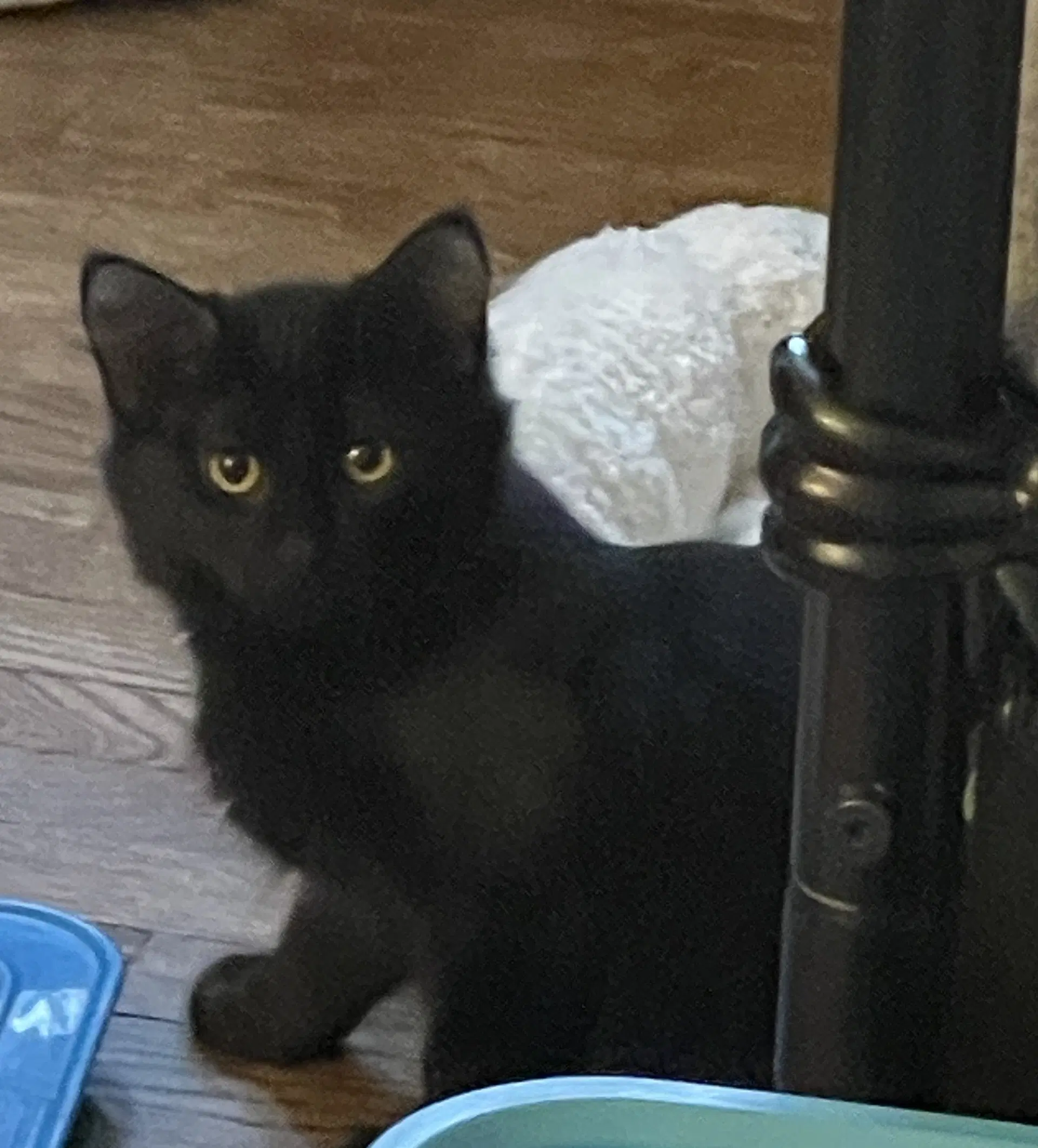 Linden - Domestic Medium Hair