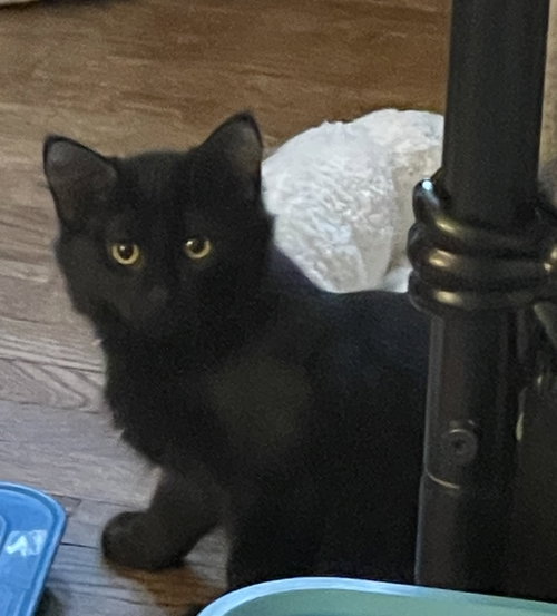 Linden, a cat for adoption from Redemption Road Rescue Rehab Inc.