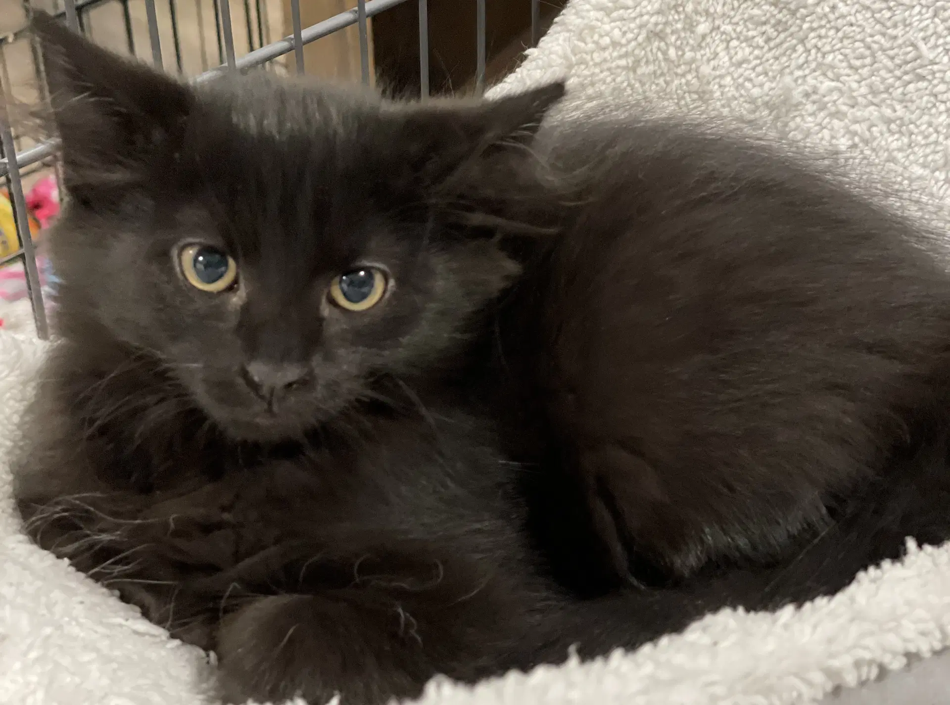 Manuka - Domestic Medium Hair