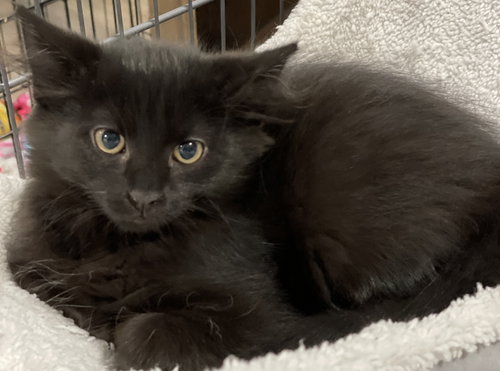 picture of the cat needing adoption