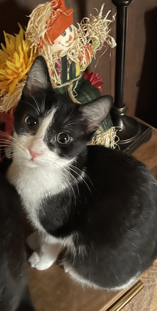 Bug, a cat for adoption from Redemption Road Rescue Rehab Inc.