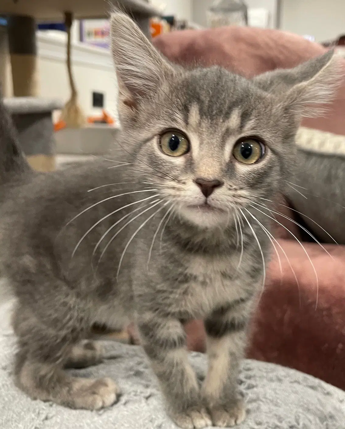 Luv - Tabby