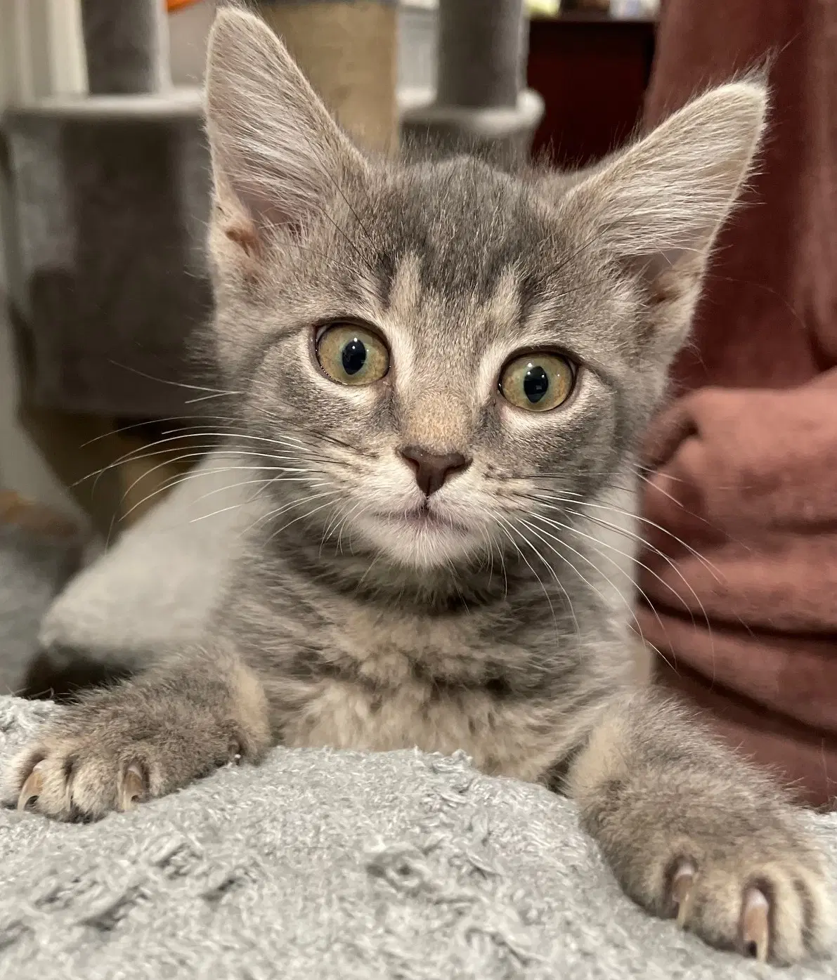 Luv - Tabby