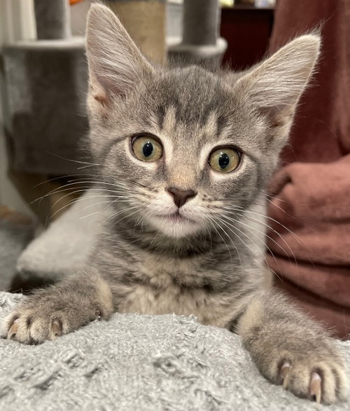 picture of the cat needing adoption
