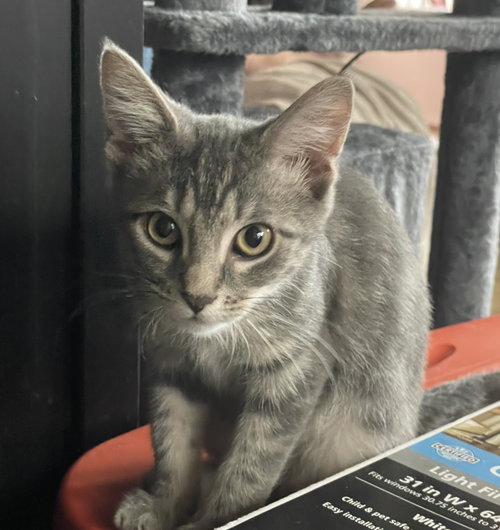 Luv, a cat for adoption from Redemption Road Rescue Rehab Inc.
