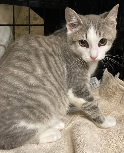picture of the cat needing adoption
