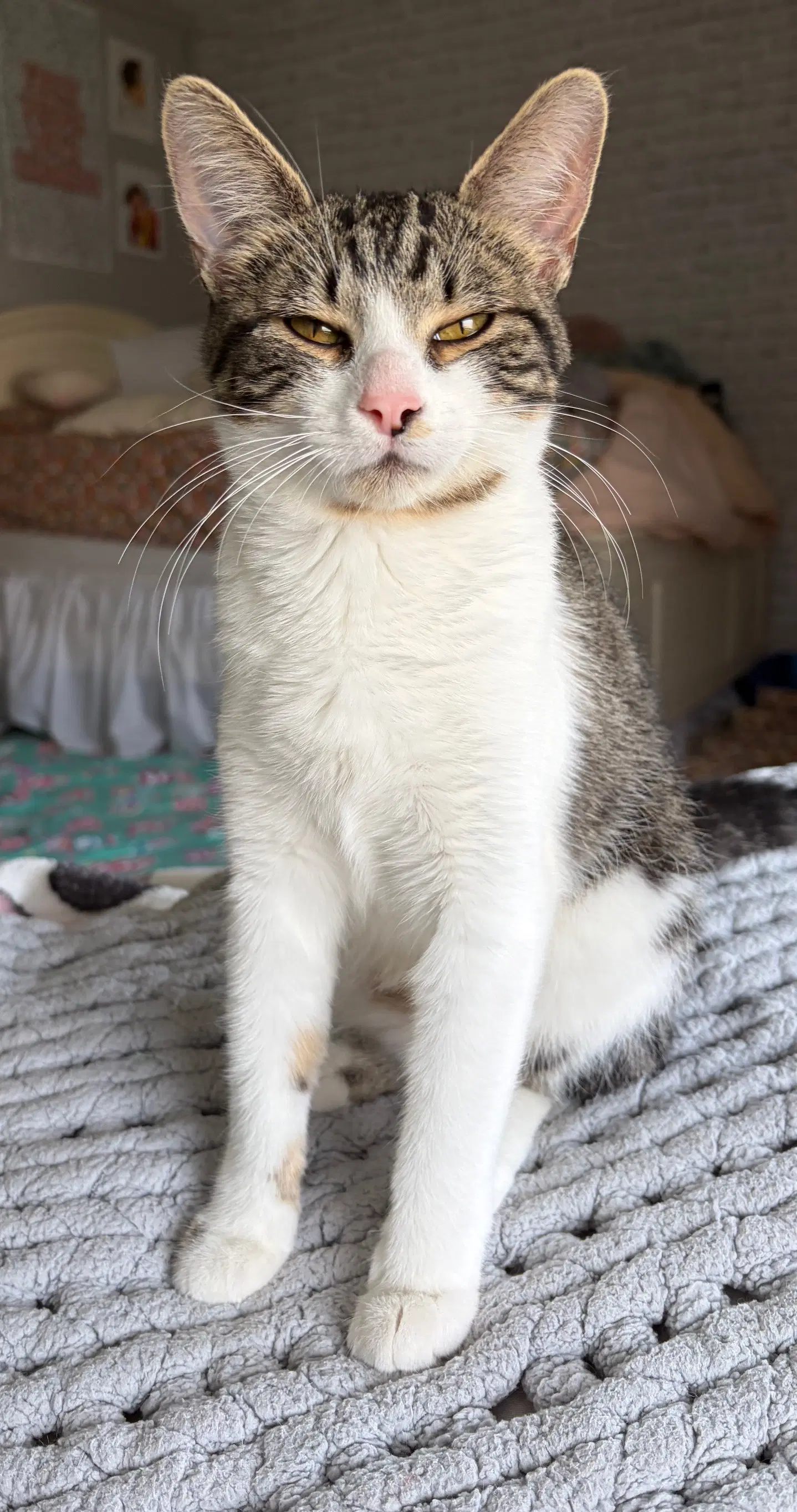 Phoebe - Domestic Short Hair