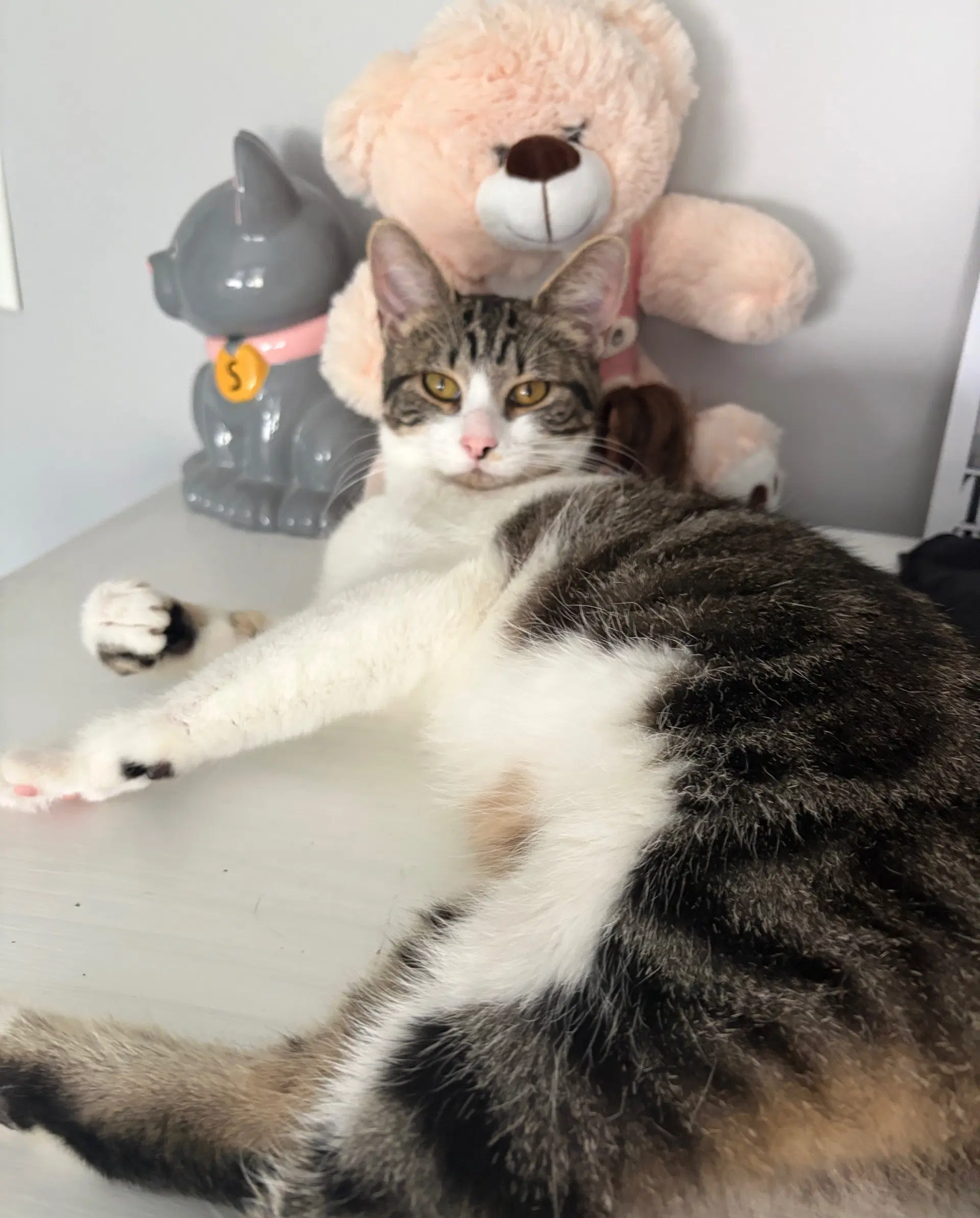 Phoebe image 4