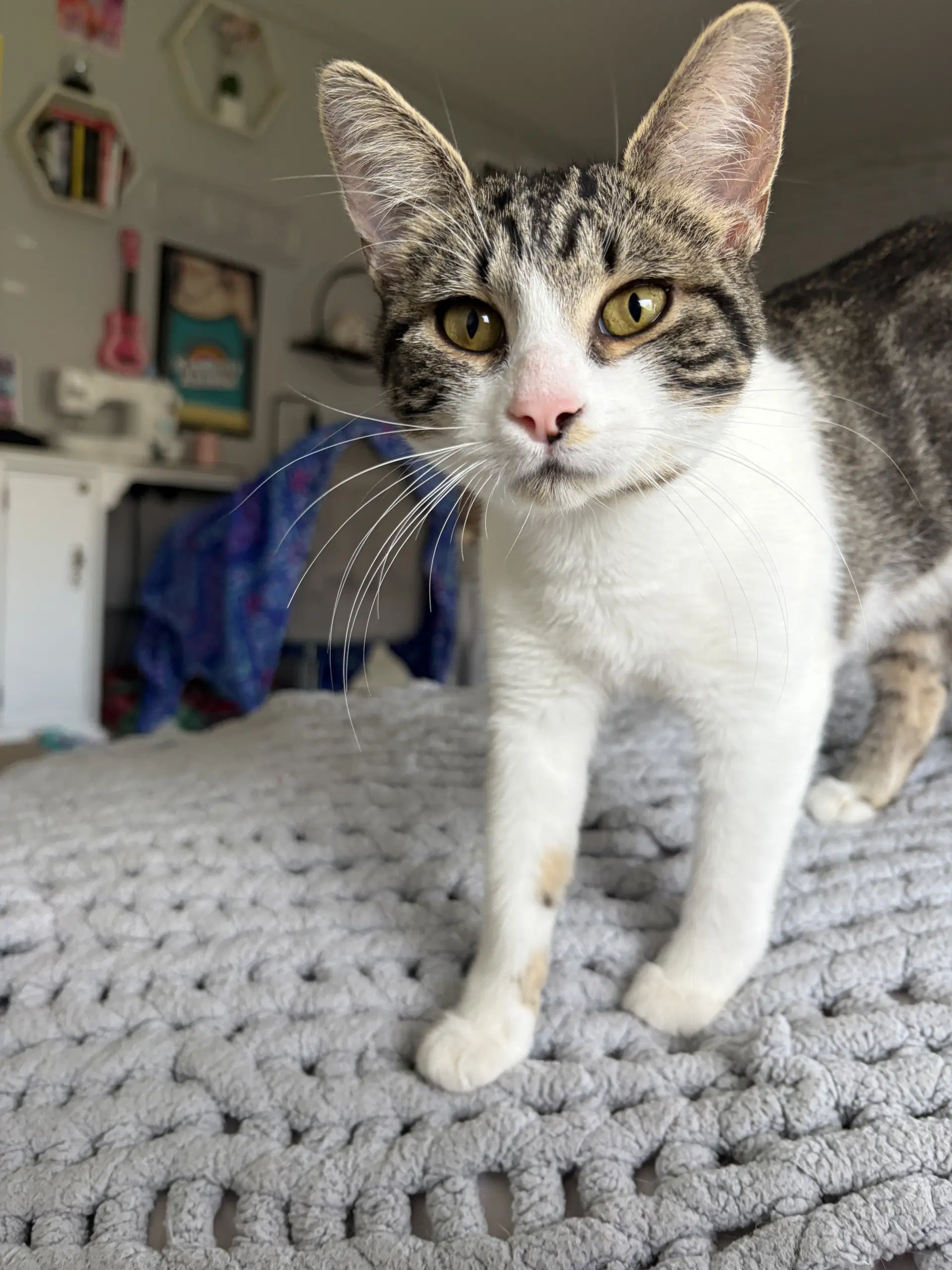 Phoebe image 1