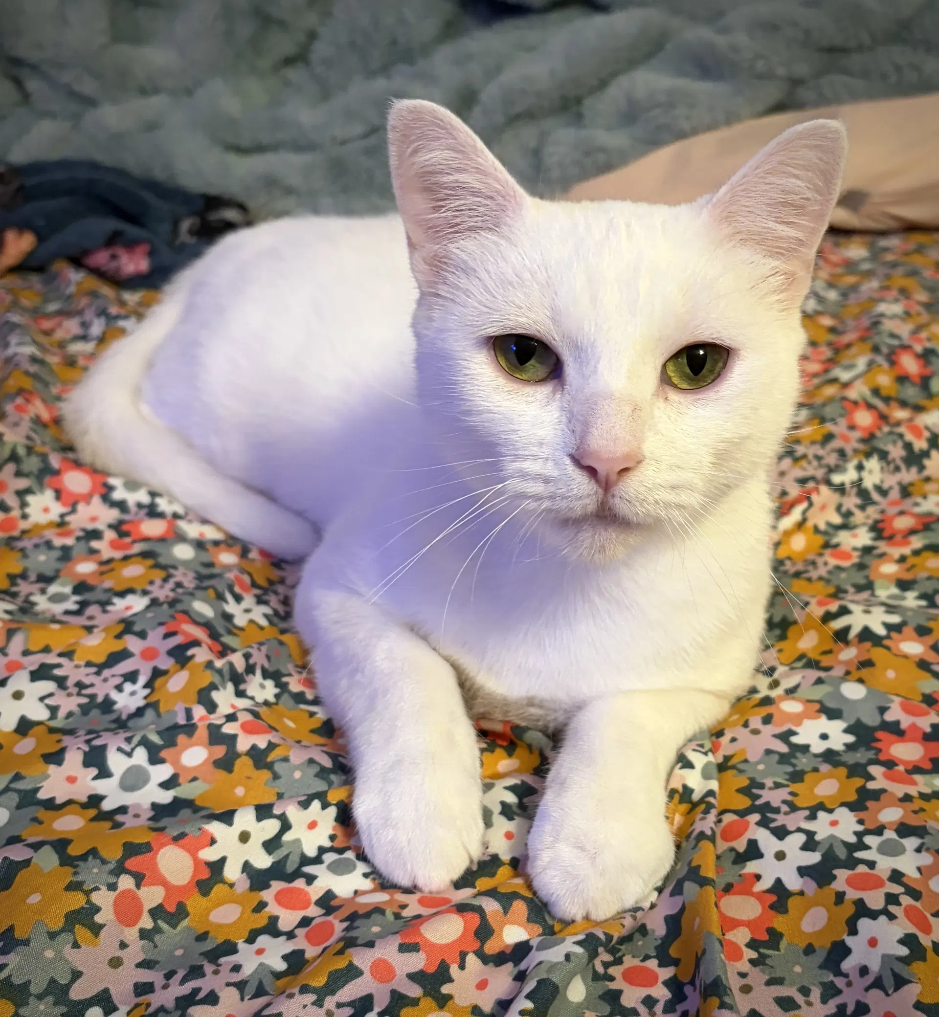 Lacie - Domestic Short Hair