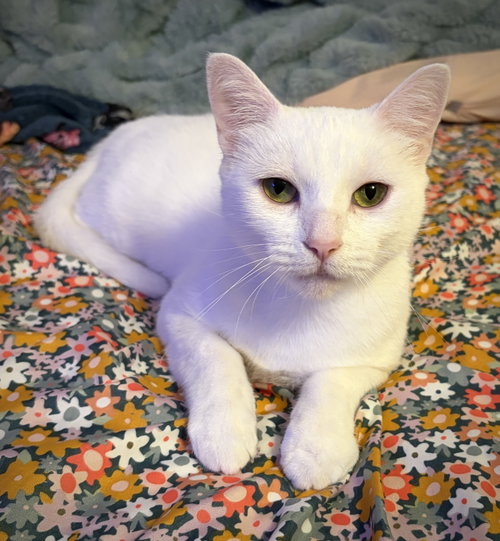 picture of the cat needing adoption