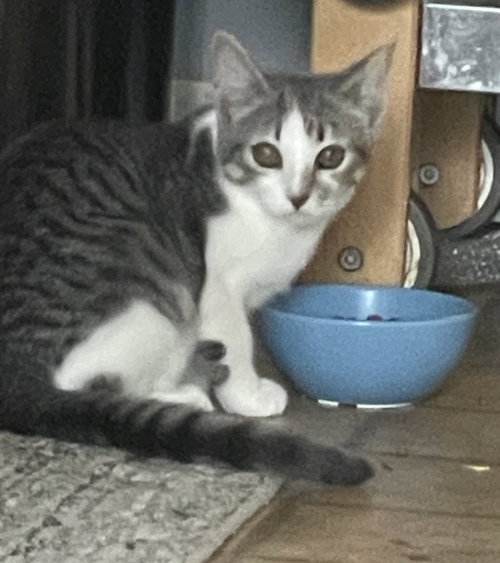 Sweet pea, a cat for adoption from Redemption Road Rescue Rehab Inc.