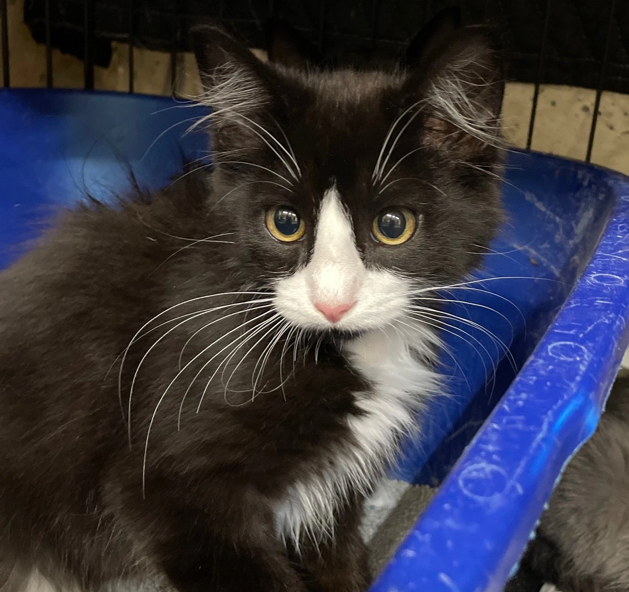 Tux