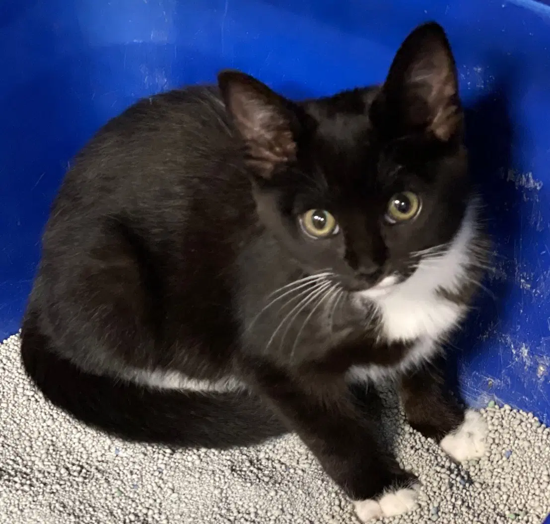 Suzy - Domestic Short Hair