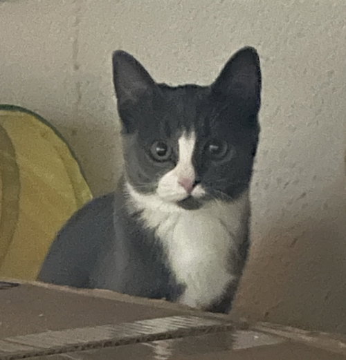 Chaucy, a cat for adoption from Redemption Road Rescue Rehab Inc.