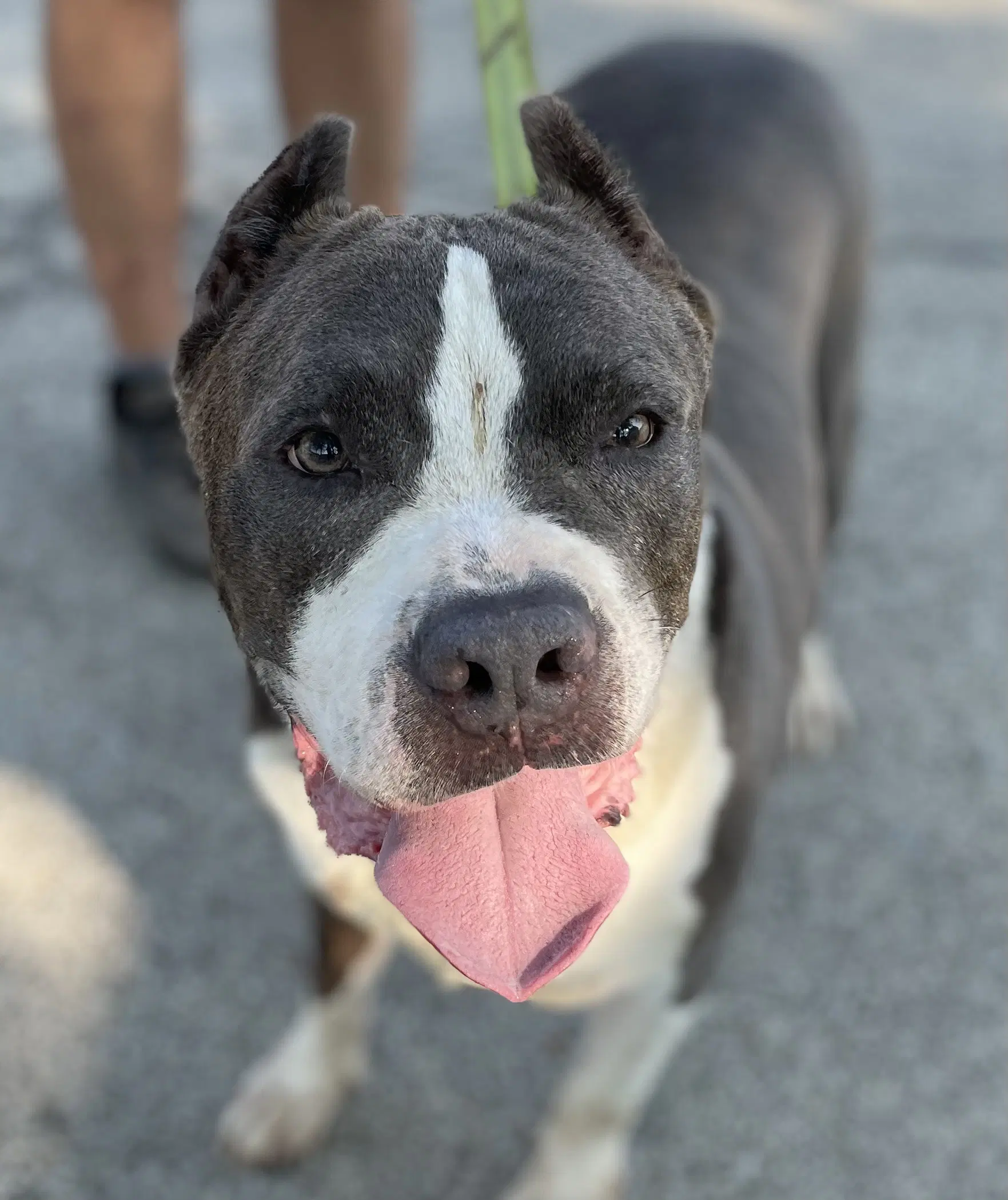 Nikko - American Pit Bull Terrier