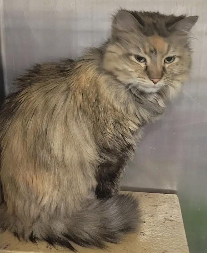 Willow - Tabby