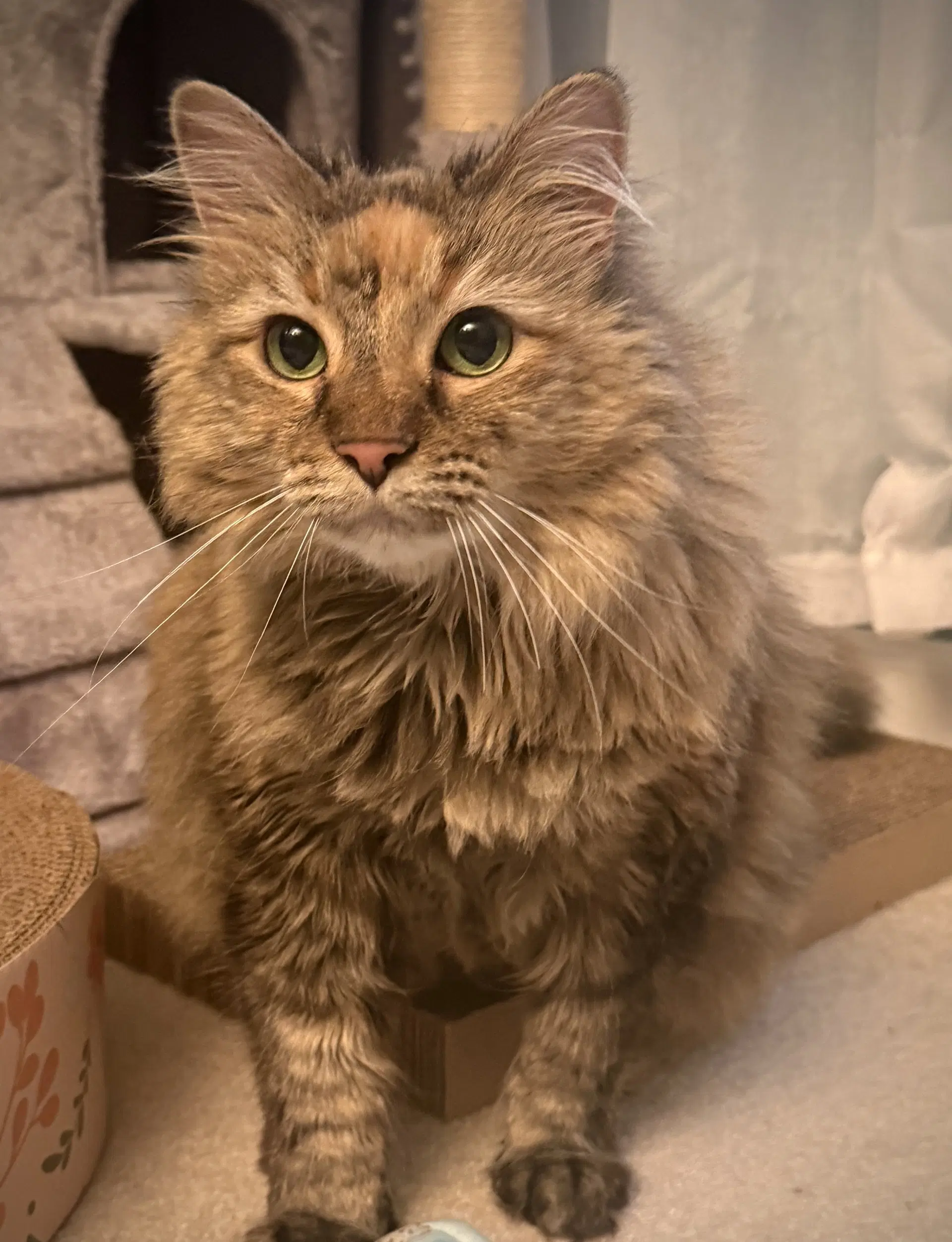 Willow - Tabby