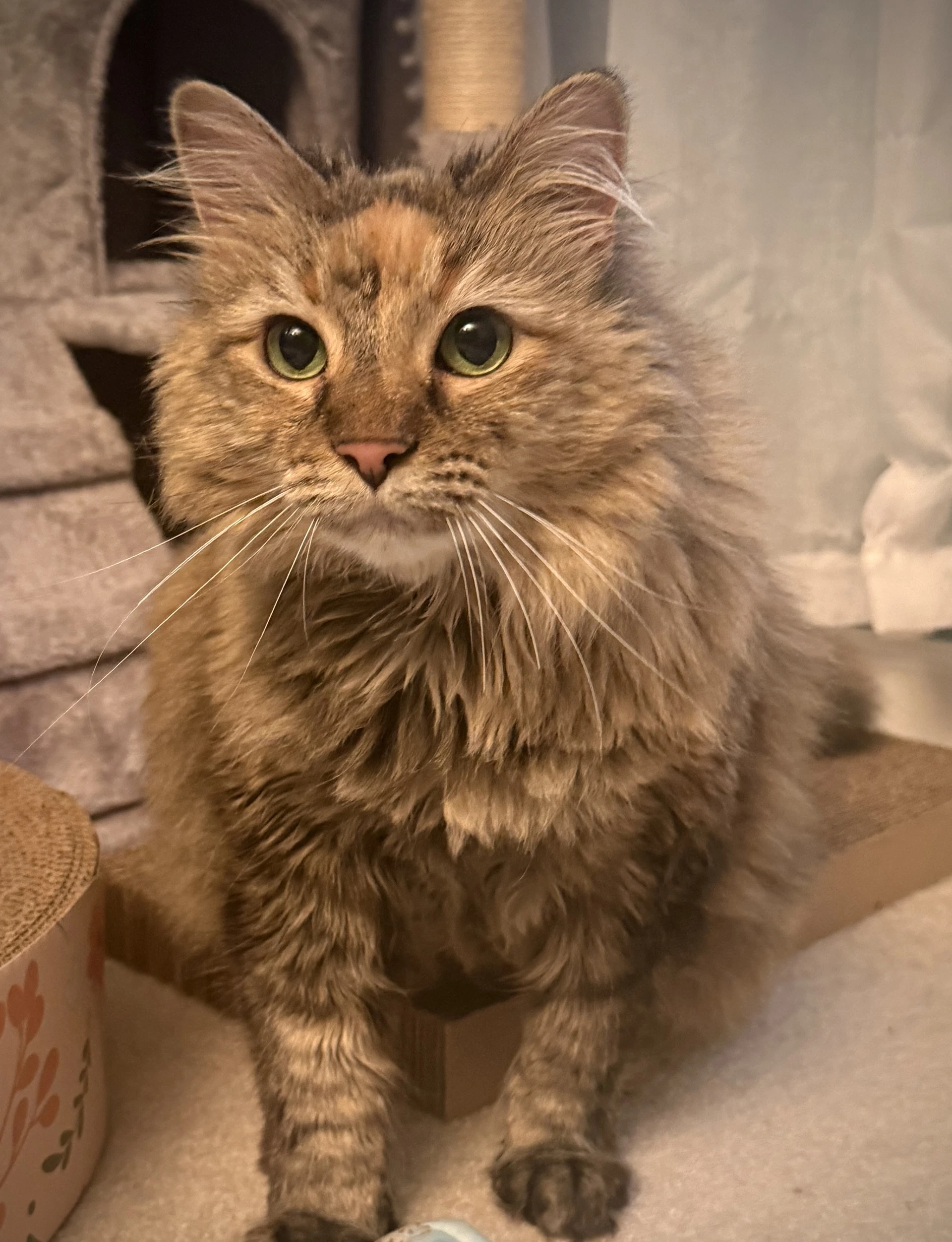 Willow