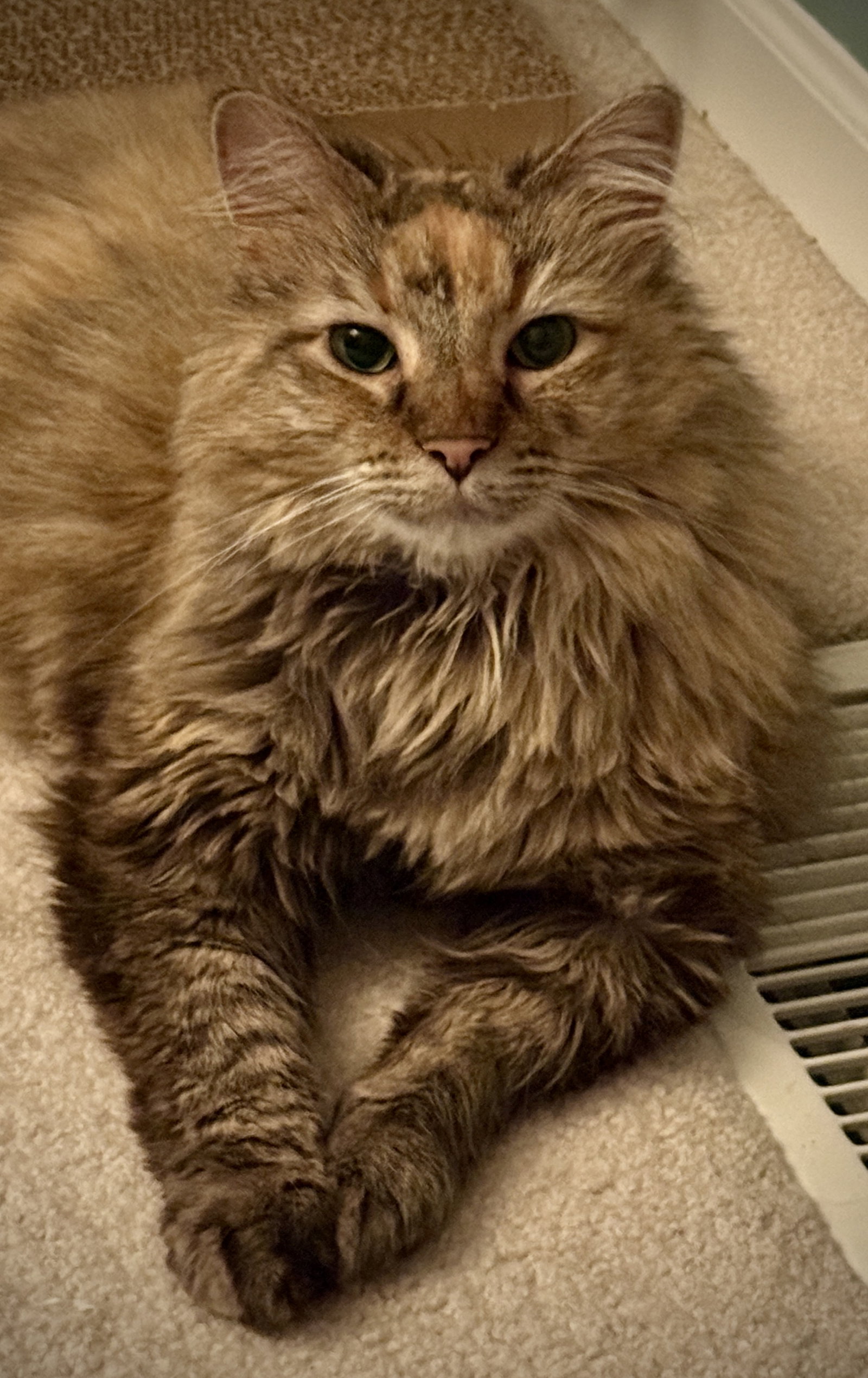 Willow, photo 6