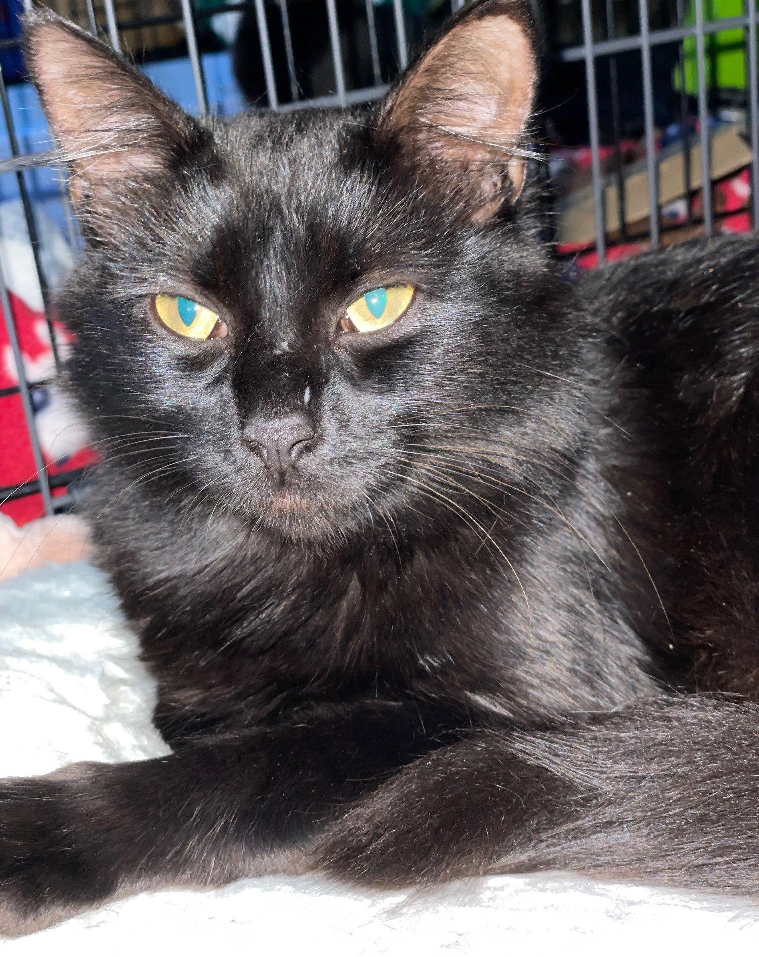 Danish, Domestic Short Hair