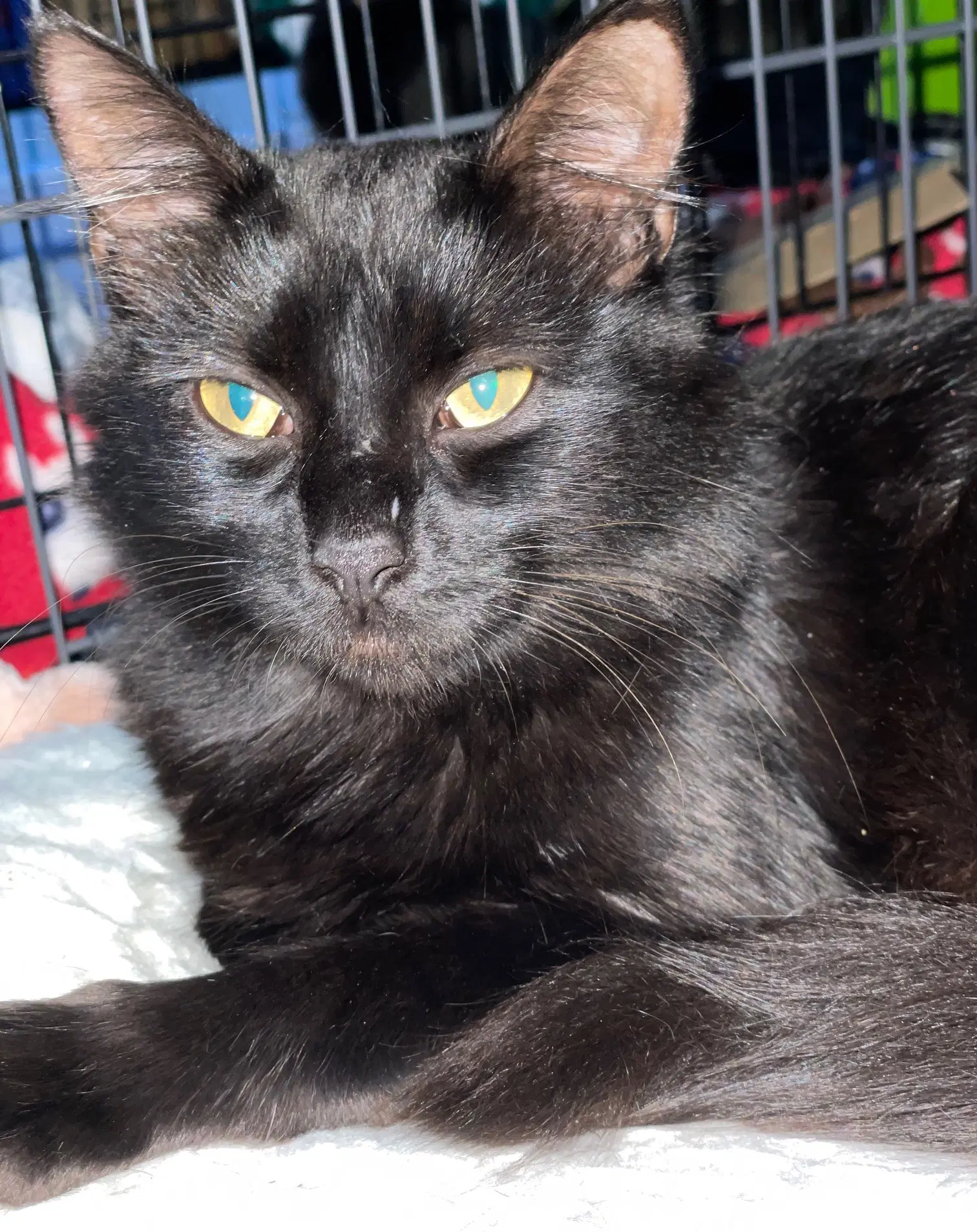 Danish - Domestic Short Hair
