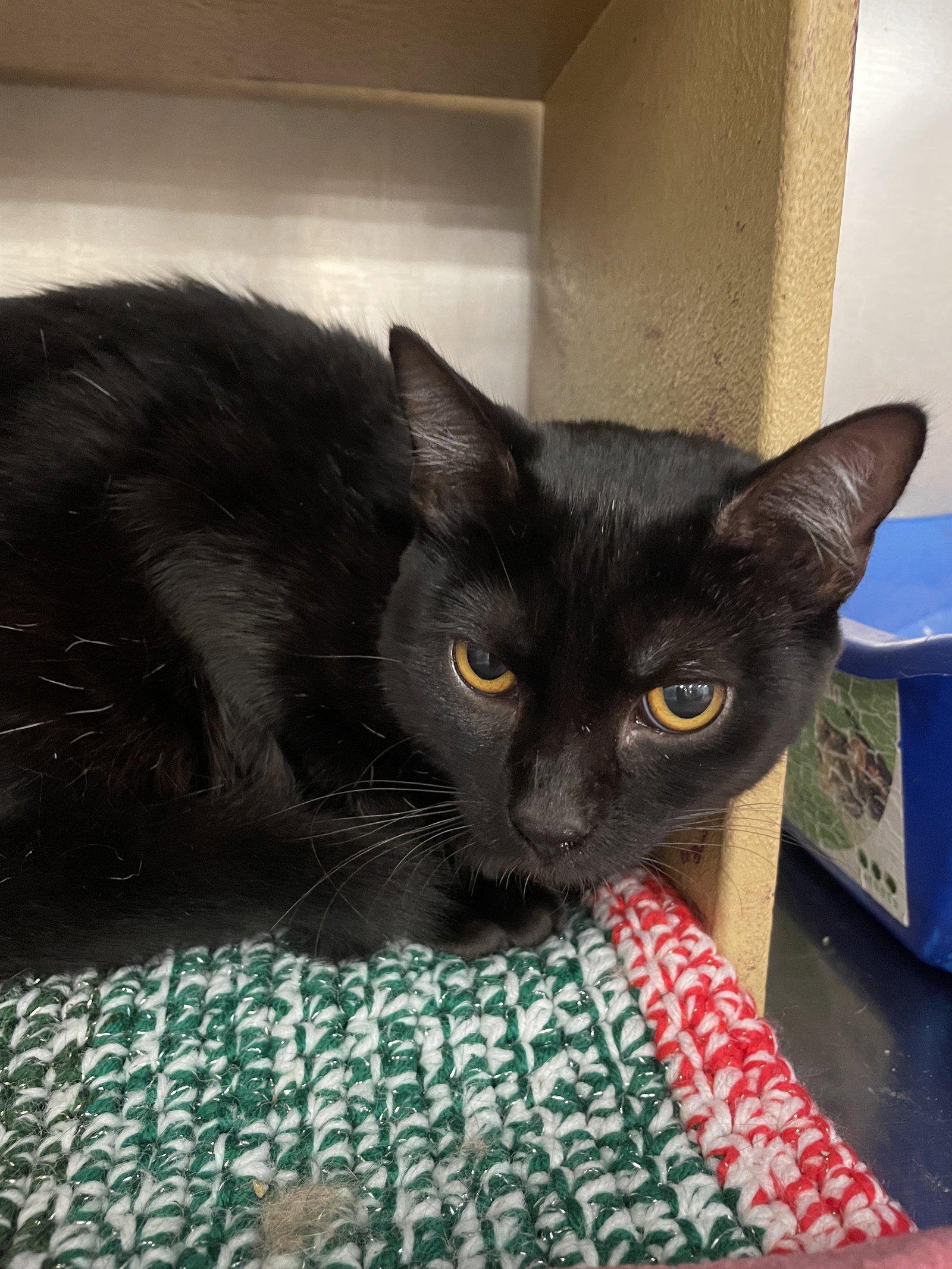 Crumpet, Domestic Short Hair