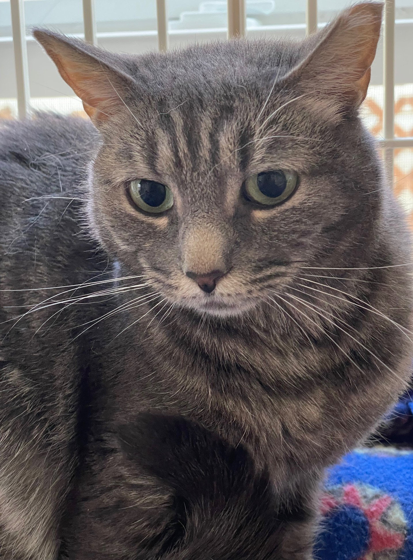 Relish, Tabby