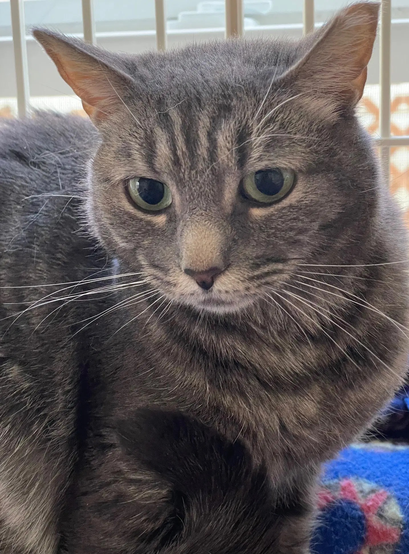 Relish - Tabby