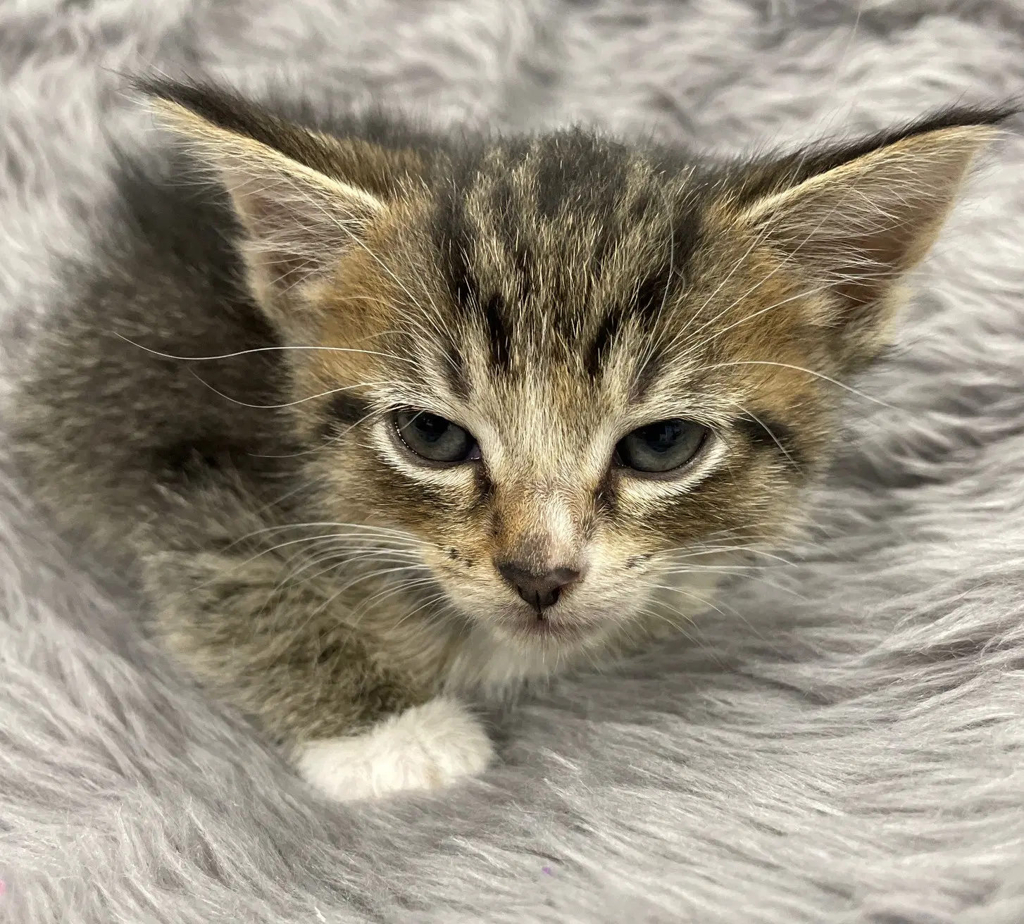 Cosmosoma - Tabby