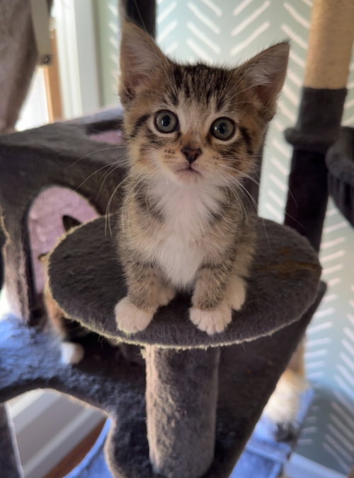 Cosmosoma, a cat for adoption from Redemption Road Rescue Rehab Inc.
