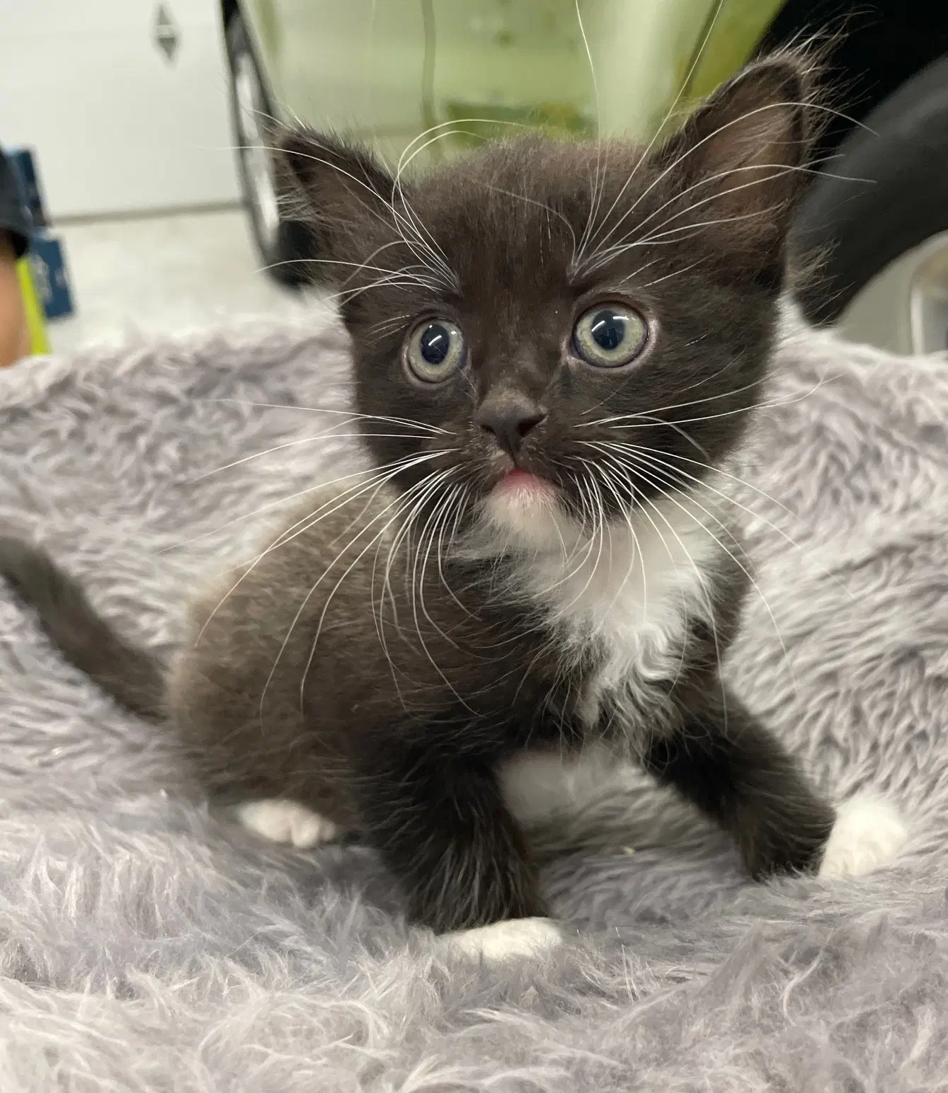Graphium - Domestic Short Hair