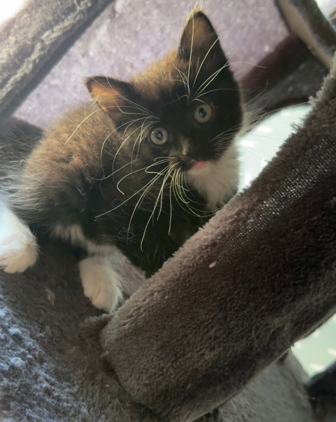 Graphium, Domestic Short Hair