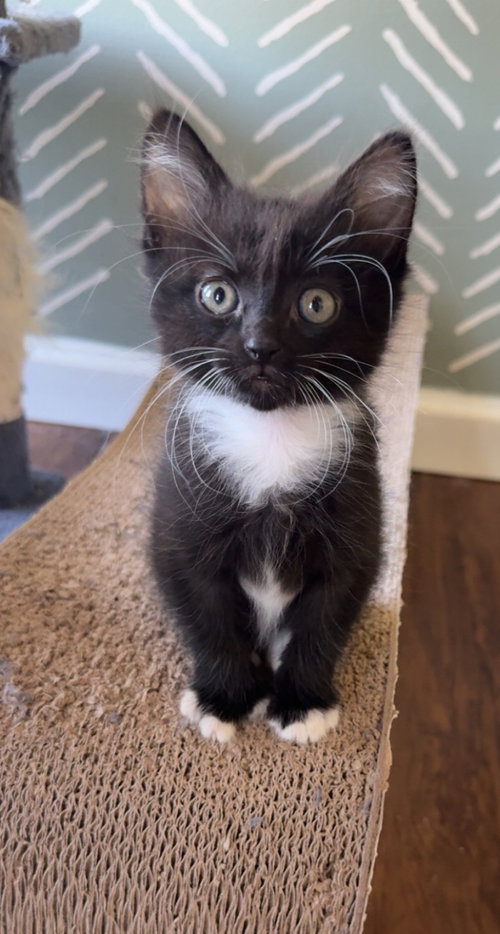 Leafwing, a cat for adoption from Redemption Road Rescue Rehab Inc.