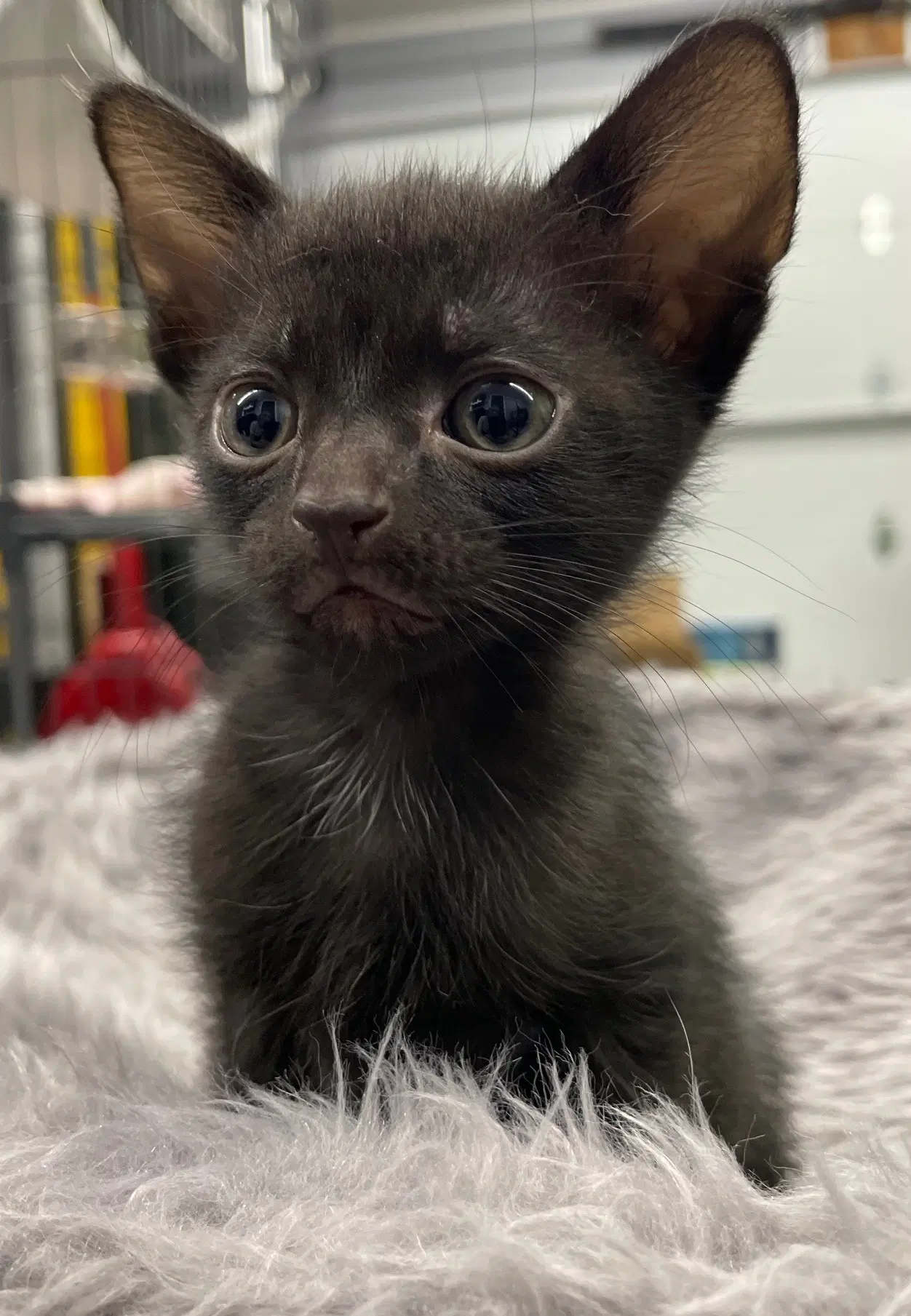 Catbat - Domestic Short Hair