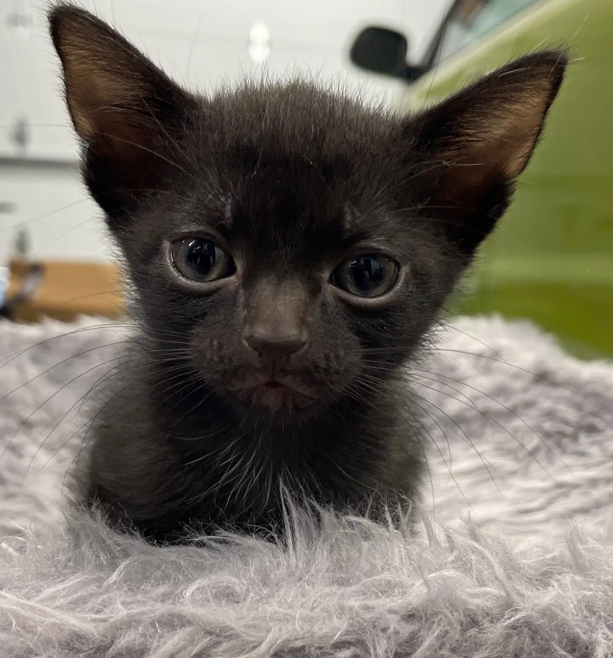 Catbat image 2