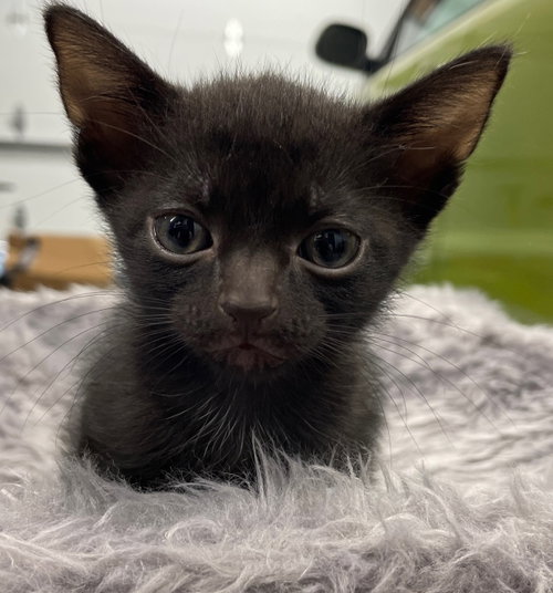Photo 4 of Catbat