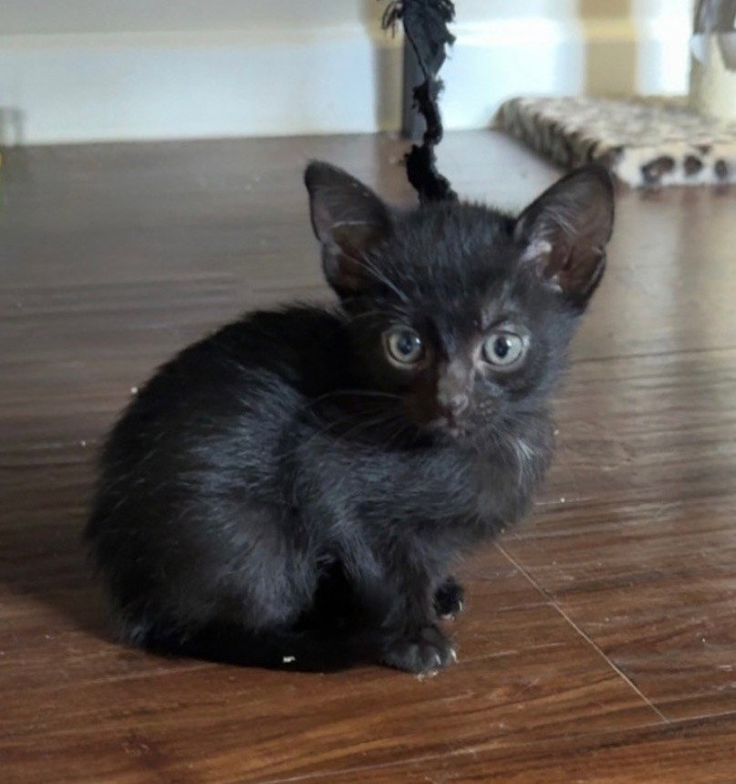 Catbat, Domestic Short Hair